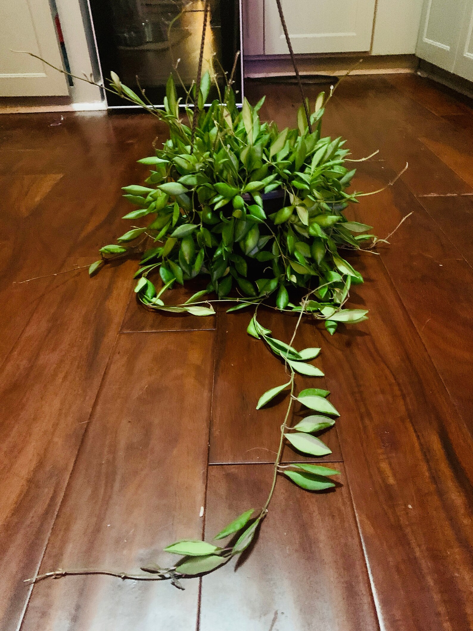 Bilobata Wax Plant Hoya Bilobata Large 6inch Hanging Basket Etsy