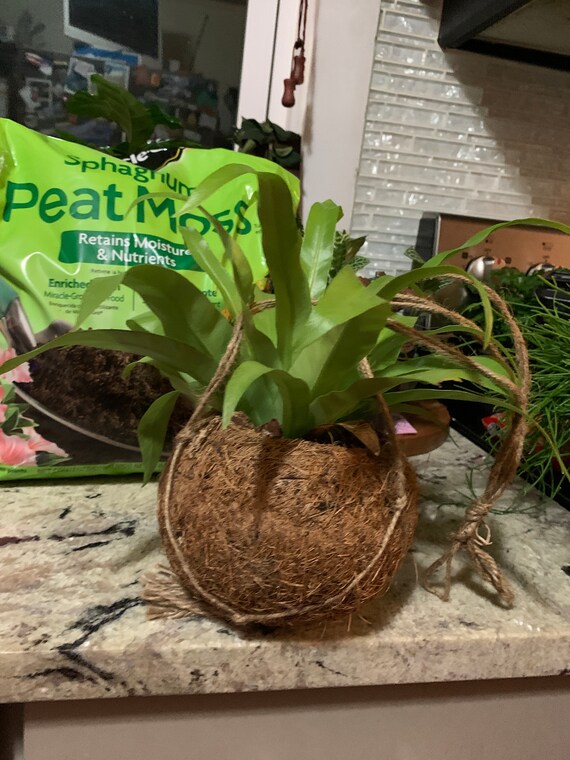 Phlebodium Fern in a Coconut Fiber Hanging Basket Coco Noir Etsy