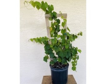 Organic Alachua Muscadine Grape Vine -roughy 8-24 inches in height - ships potless