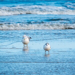 Seagulls, Beach, Coastal Wall Art, Digital Download,Photography, Printable
