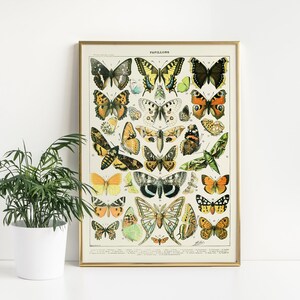 Adolphe Millot Papillons Poster |Vintage Butterfly illustration|French Encyclopedia Illustration, Antique Poster Wall Decor|Digital Download