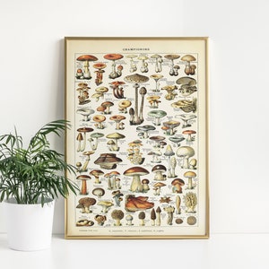 Adolphe Millot Champignons Poster, Vintage Mushroom illustration, Botanical, Antique Poster Wall Decor, Digital Download