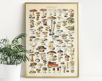 Adolphe Millot Champignons Poster, Vintage Mushroom illustration, Botanical, Antique Poster Wall Decor, Digital Download