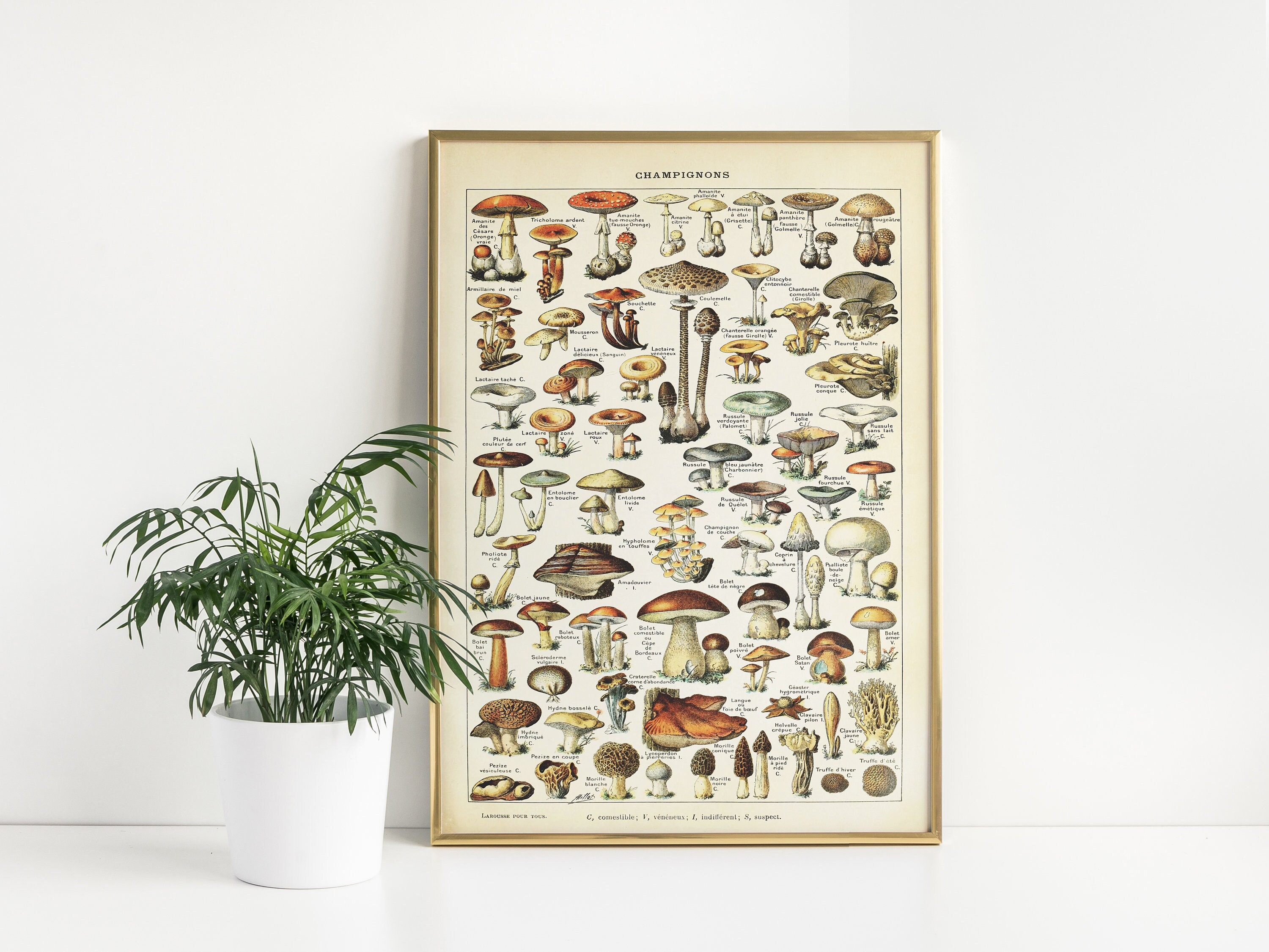 Poster Affiche Champignons Variété - Tableau Nature Décoration Murale - Papier Satiné 300g/m² - Fabriqué France