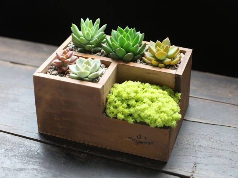Wood Bonsai Pot Handmade Indoor Plant Pot Unique Flower Pot Etsy
