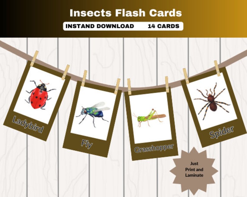 Printable Insect for Preschool, Toddler Insect Flashcards, Classroom ...