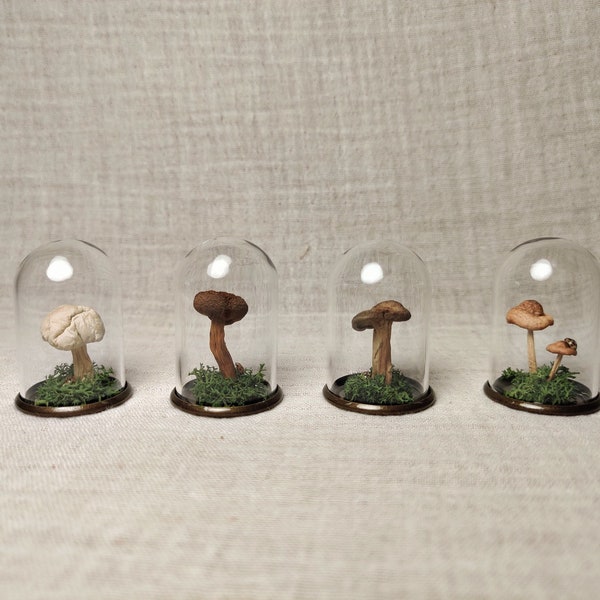Véritable champignon séché avec coccinelle dans un dôme en verre miniature