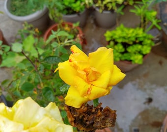 May include: Close-up of a vibrant yellow rose with red streaks on its petals. The rose is in full bloom, showcasing its layered petals. Green foliage and other potted plants are visible in the background, suggesting a garden setting.