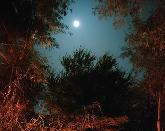 May include: A nighttime landscape featuring a full moon shining brightly in a dark blue sky. Silhouetted tree branches and foliage frame the moon, creating a natural border. The scene is illuminated by the moon's soft glow.