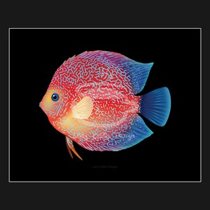 11 x 14&quot; Discus Fish Art Print / Freshwater fish aquarium art