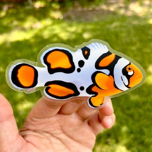 4&quot; Picasso clownfish Clear Background Vinyl Sticker/ Coral, reef and sea animal reef art for laptop, water bottle and saltwater aquarium