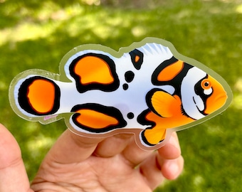 4&quot; Picasso clownfish Clear Background Vinyl Sticker/ Coral, reef and sea animal reef art for laptop, water bottle and saltwater aquarium