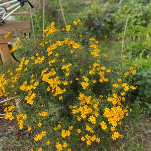 Souci fruit de la passion graines de Tagetes lemmonii image 4