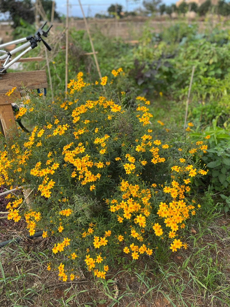 Souci fruit de la passion graines de Tagetes lemmonii image 4