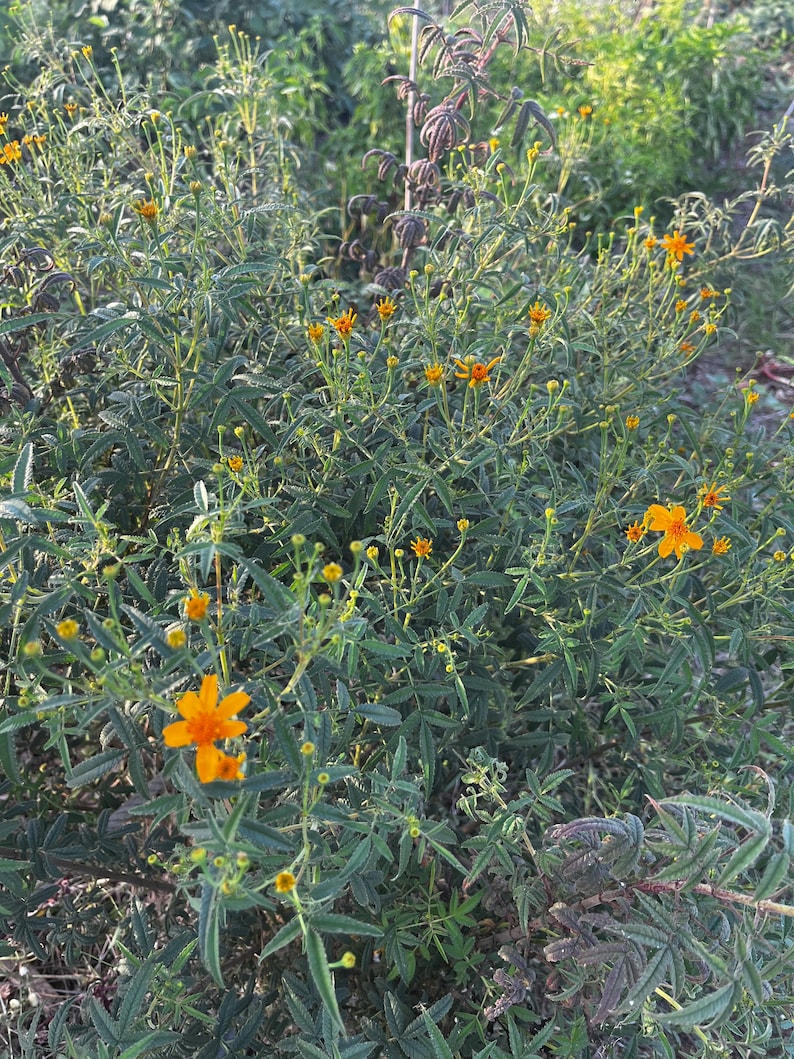 Souci fruit de la passion graines de Tagetes lemmonii image 2