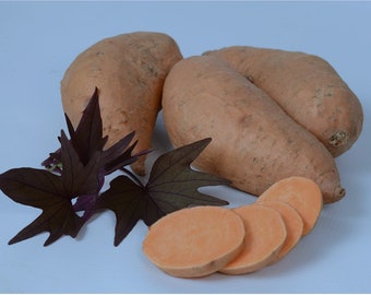 5 violette essbare Blatt-Süßkartoffel Stecklinge WAITLIST werden am 20.5.2024 verschickt