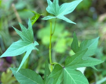 1 bouture de patate douce violette d'Okinawa à planter LISTE D'ATTENTE Les boutures seront expédiées le 20 juin 2024