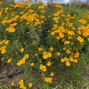 Souci fruit de la passion graines de Tagetes lemmonii image 1