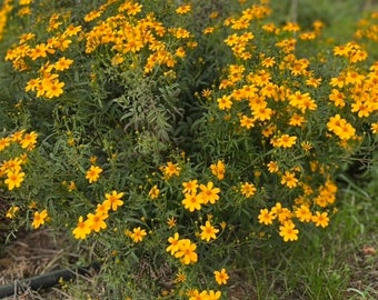 Passion-fruit marigold – Tagetes lemmonii seeds