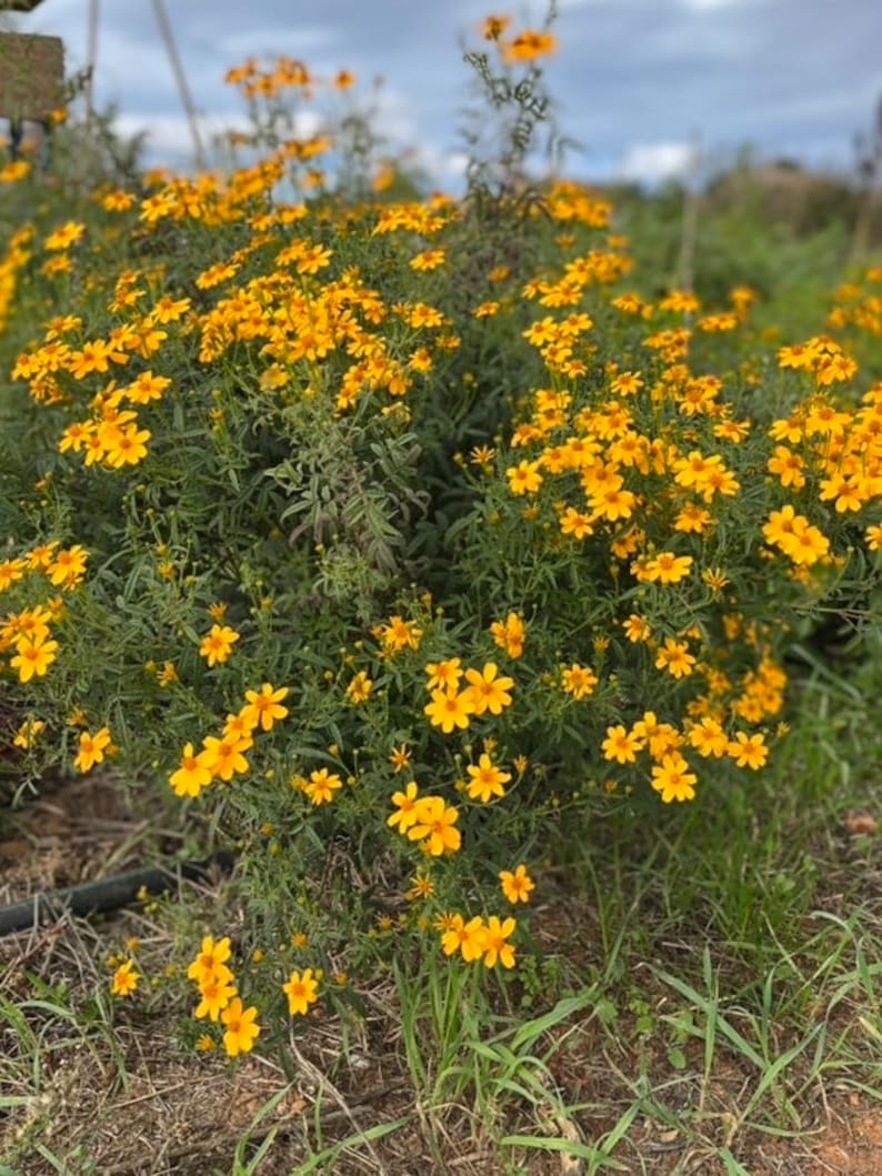 Souci fruit de la passion graines de Tagetes lemmonii image 1