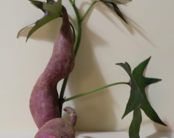 5 boutures de patate douce violette Sakura LISTE D'ATTENTE seront expédiées le 20 mai 2024