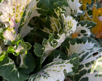 5 x boutures de chou frisé vivace (variétés de chou frisé vivace kaléidoscopique de Homesteader)