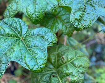 Abelmoschus manihot “Tonga” Salatbaum - 1 Steckling