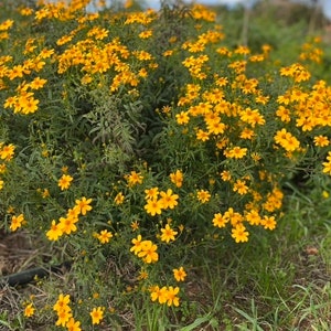 Souci fruit de la passion graines de Tagetes lemmonii image 3