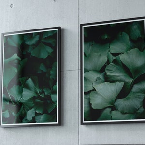 Two Sets of Ginkgo Tree Leaves print Botanical photo Floral Print Flower Art DOWNLOAD ginkgo biloba Photography Wall Art Green leaf clip art