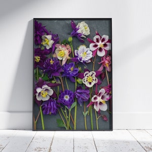 PRINTABLE aquilegia Wall Art Flower print Botanical photo aquilegia Floral Print Flower Art DOWNLOAD Floral Photography Floral Wall Art
