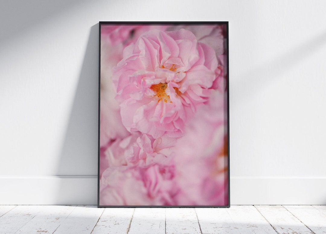 PRINTABLE Pink Rose Wall Art Flower Print Botanical Photo Aquilegia ...