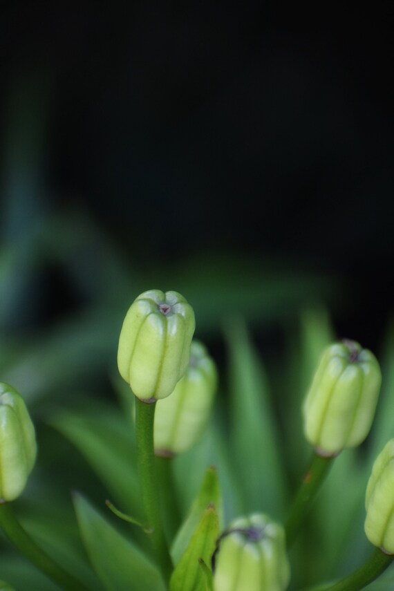 Unbloomed Flower Etsy