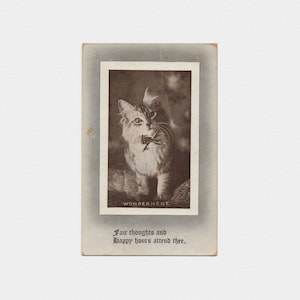 1911 ""Wonderment"" Büschelohrkatzen-Fotopostkarte, signiert H. T. Robbins | Antike einfarbige Schwarz-Weiß-Gruß-Postkarte