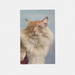 ca. 1930er Jahre Foto Postkarte | Antike unbenutzte Postkarte von Longhaired Ginger Tabby, Stehli Frères of Switzerland