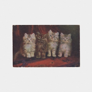1911 Flauschige Langhaarige Kätzchen & Perserteppich Katze Postkarte | Antike Rot-Schwarz-Postkarte mit geteilter Rückseite von C. W. Faulkner of Britain