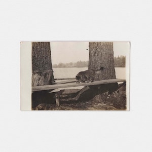 1910s Cat & Prey Echte Foto Postkarte | Antike unbenutzte RPPC Postkarte von Langhaar Tabby Fang oder Essen Eichhörnchen am Teich oder See, CYKO