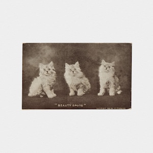 1907 ""Beauty Spots"" Katzen-Fotopostkarte | Antike Edwardian Schwarz Weiß Monochromatische Sepia Ton Postkarte von Fluffy White Kitten