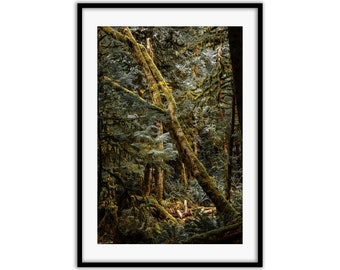 Sechelt Rainforest Tranquility Photo Print | Sunshine Coast Art, Sechelt Art, Sechelt Picture, Sea to Sky Art, West Coast Art
