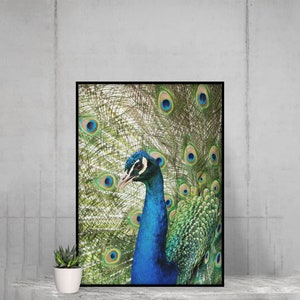 PEACOCK Peafowl Printable Poster Wall Decor Art, UNFRAMED Baby Woodland Forest Animal Nursery Print, Instant Digital Download image 2