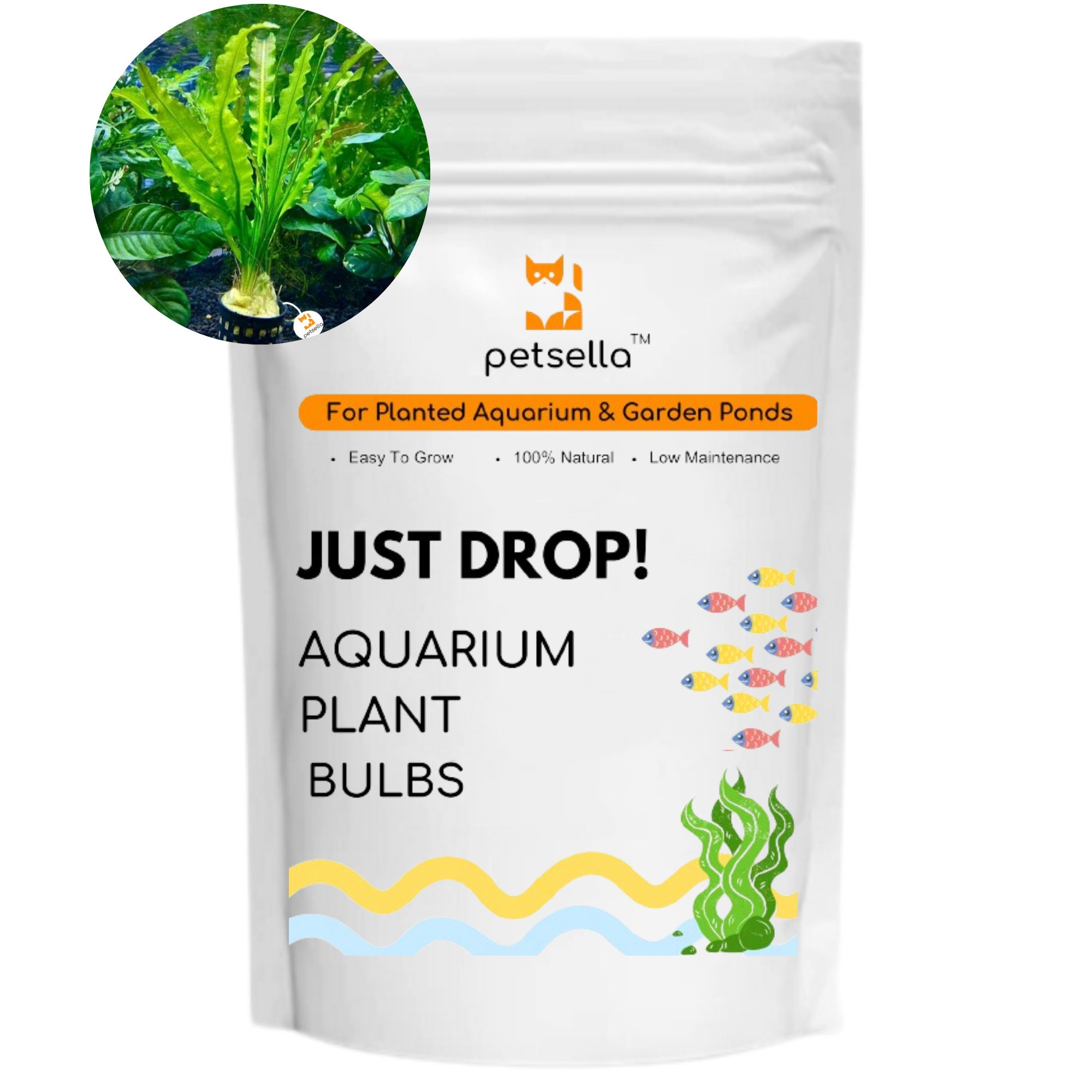 Live Aquarium Plant Bulbs (Not Seeds) for All Planted Aquariums & Ponds (Pack of 5 Bulbs) by Petsella