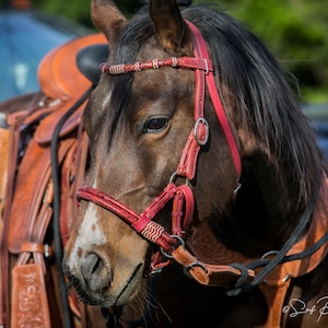Romel style western braided rawhide and leather sidepull bridle
