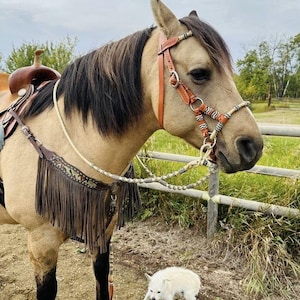 Rênes Western Rommel En Cuir Marron - Pour Bride Ou Headstall - Occasion