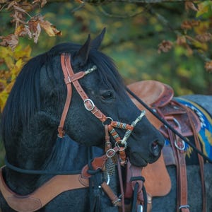 Puede incluir: Un caballo negro con una brida y una silla de montar de cuero marrón. El caballo está de pie en un campo con follaje de otoño en el fondo.