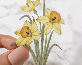 Daffodil/ Narcissus Watercolor Sticker, Clear, 3 x 2in