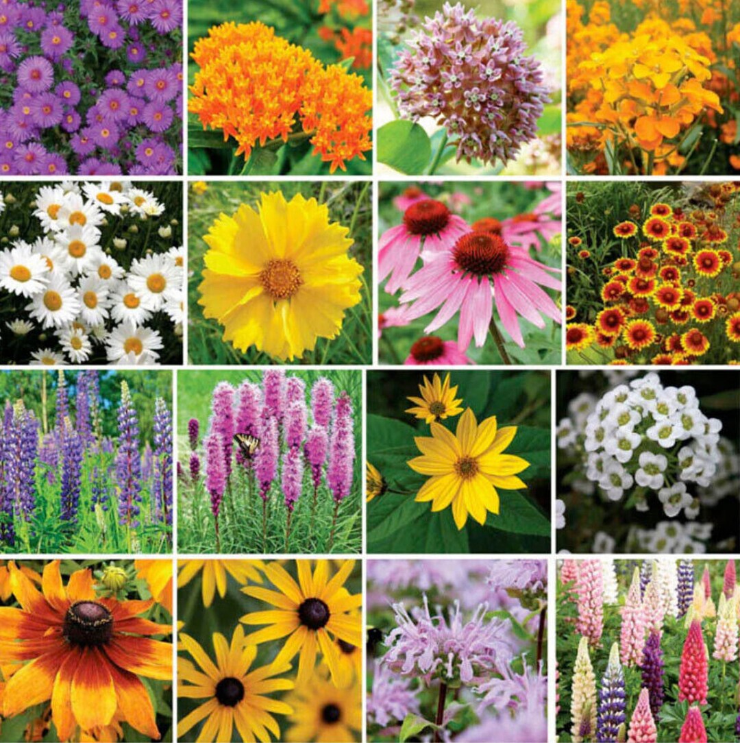 Northeast Native Wildflower Seed Mix 1000 Seeds Etsy