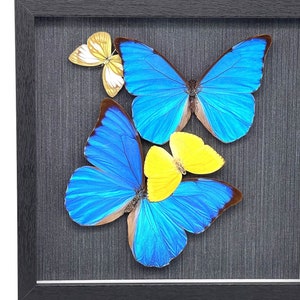 Puede incluir: Una exhibición enmarcada de tres mariposas, dos mariposas morpho azules y una mariposa amarilla. Las mariposas están montadas sobre un fondo negro.