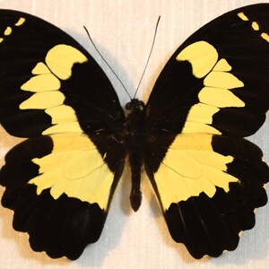 Real butterfly framed - Papilio euchenor