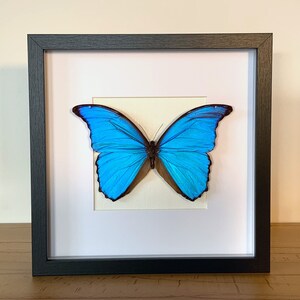 Puede incluir: Un ejemplar de mariposa morpho azul enmarcado con sus alas extendidas. La mariposa está montada sobre un fondo blanco y enmarcada en un marco negro.