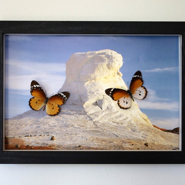 Real butterflies framed - butterfly collage with Danaus chrysippus small monarch migratory butterfly