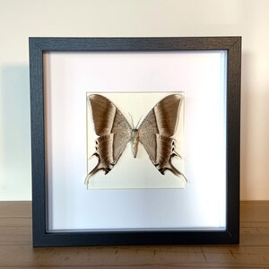 Real butterfly - Lyssa zampa - in a picture frame insect specimen